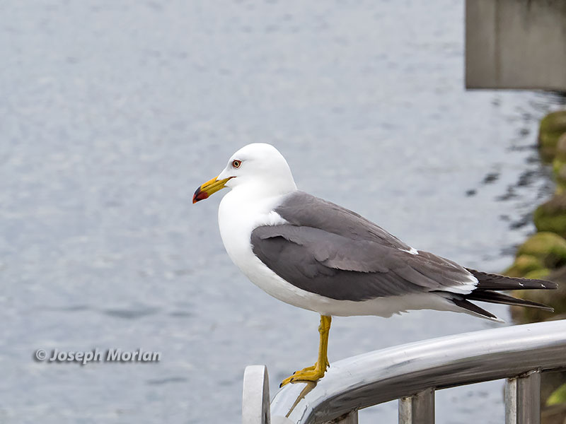Black-tailed Gull (Larus crassirostris) 