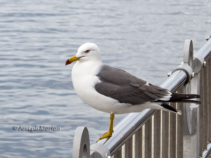 Black-tailed Gull (Larus crassirostris)