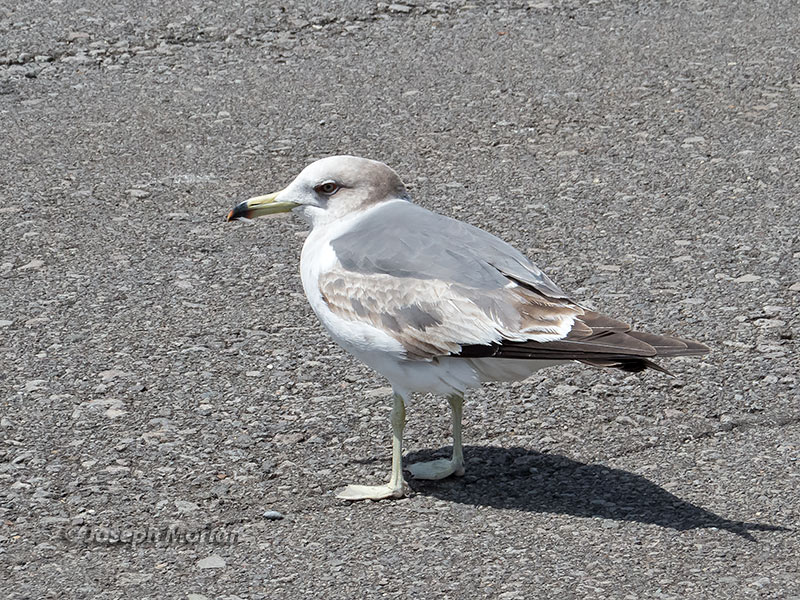 Black-tailed Gull (Larus crassirostris)