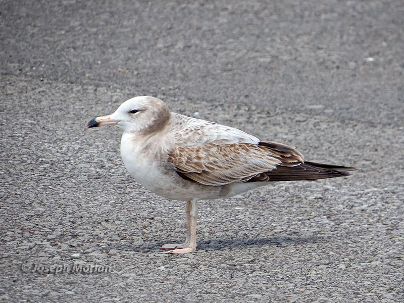 Black-tailed Gull (Larus crassirostris)