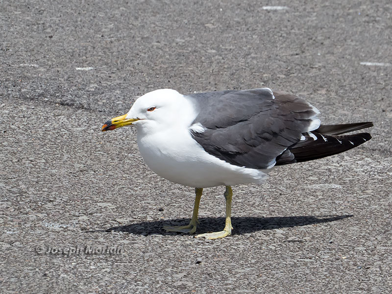 Black-tailed Gull (Larus crassirostris)