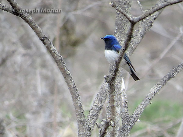  Blue-and-white Flycatcher (Cyanoptila cyanomelana cyanomelana) 