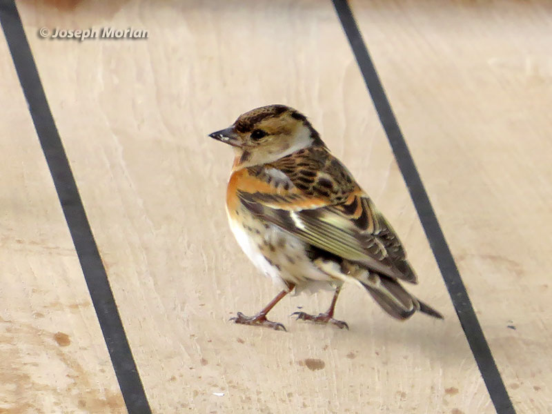  Brambling (Fringilla montifringilla) 
