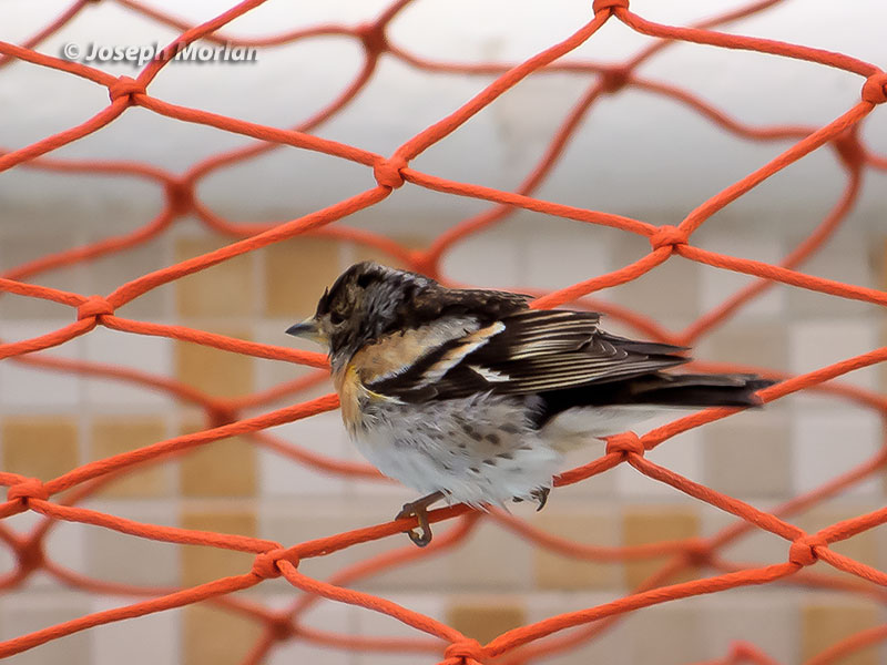  Brambling (Fringilla montifringilla) 