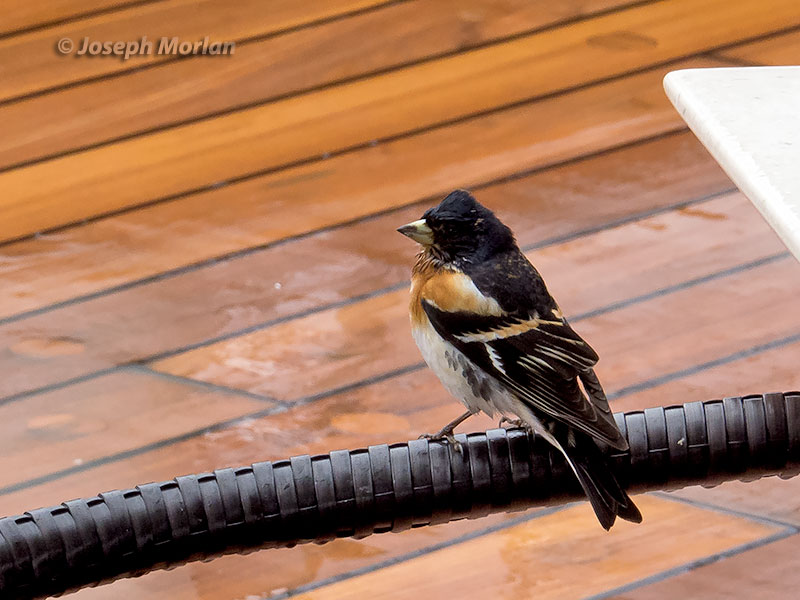  Brambling (Fringilla montifringilla) 