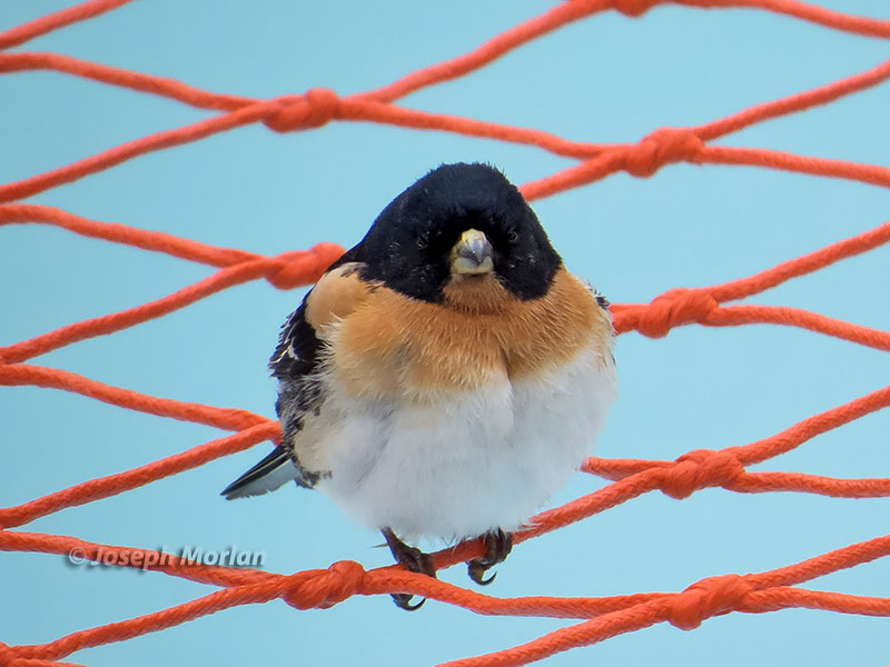  Brambling (Fringilla montifringilla) 
