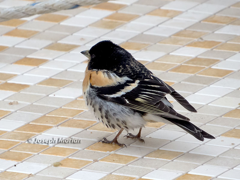  Brambling (Fringilla montifringilla) 