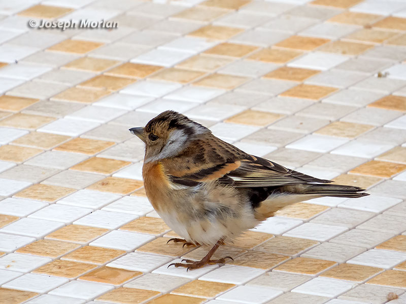  Brambling (Fringilla montifringilla) 