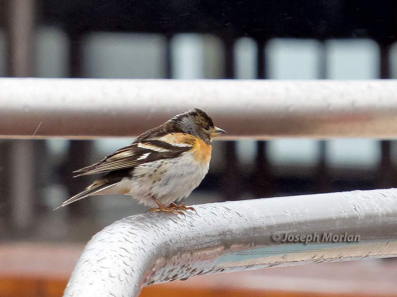  Brambling (Fringilla montifringilla) 