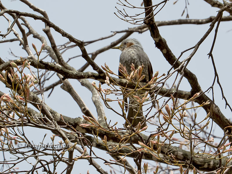 Brown-eared Bulbul (Hypsipetes amaurotis hensoni)