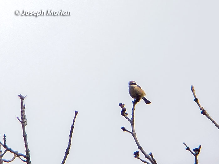 Bull-headed Shrike (Lanius bucephalus bucephalus) 