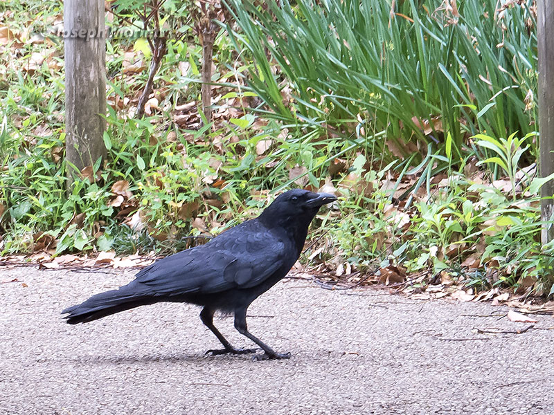 Carrion Crow (Corvus corone orientalis)
