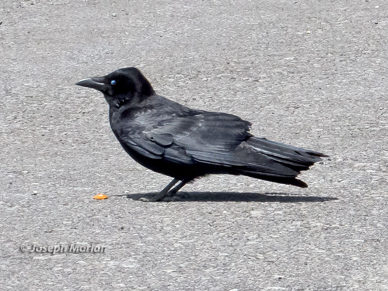 Carrion Crow (Corvus corone orientalis) 