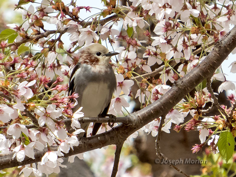 Chestnut-cheeked Starling (Agropsar philippensis) 