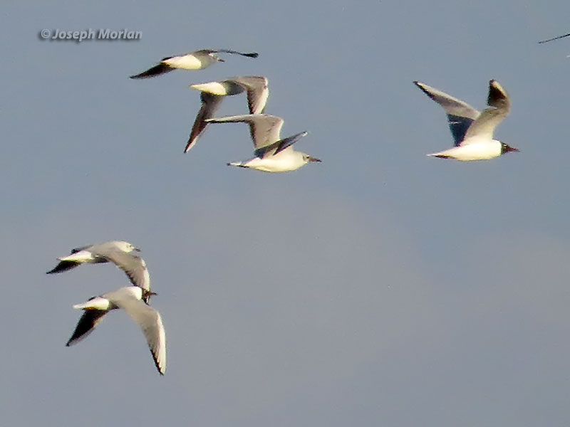Black-headed Gull (Chroicocephalus ridibundus)
