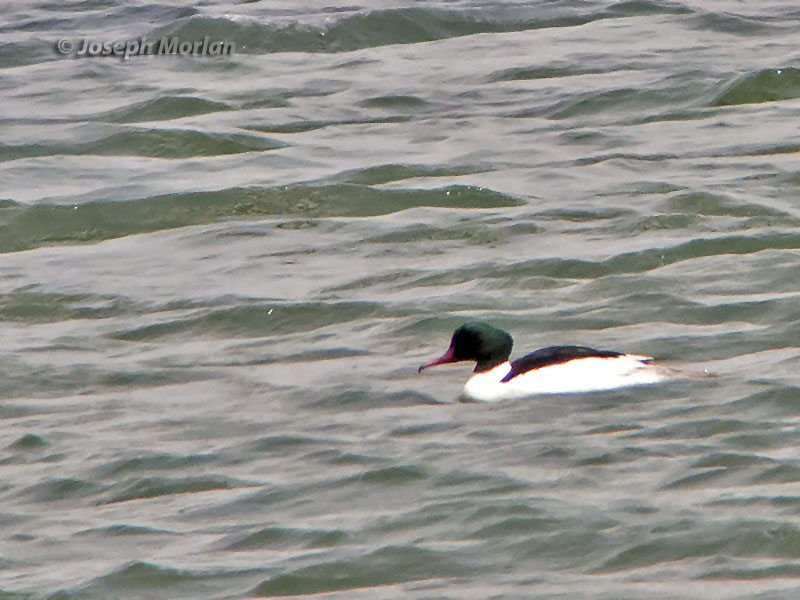 Common Merganser (Mergus merganser merganser)
