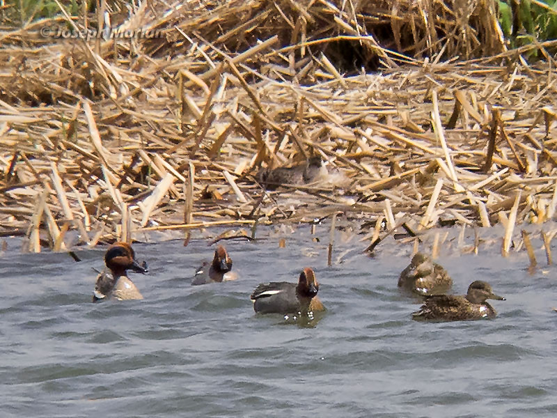 Green-winged Teal (Anas crecca crecca) 