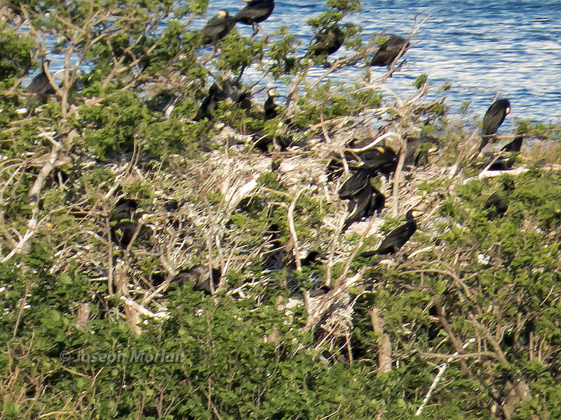 Japanese Cormorant (Phalacrocorax capillatus)