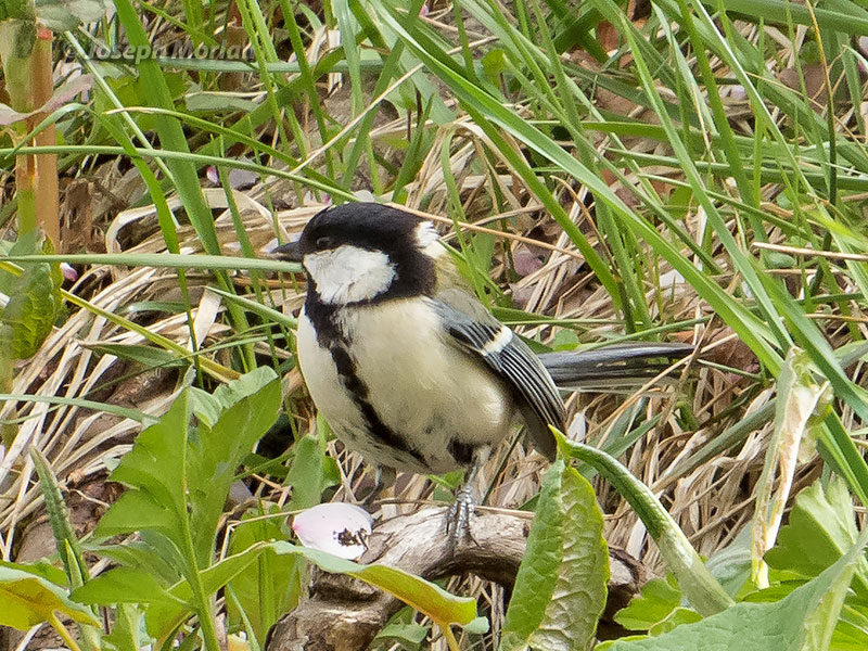 Great Tit - eBird