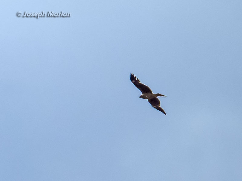  Black Kite (Milvus migrans lineatus)