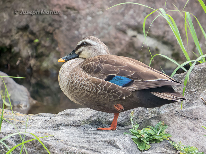 Eastern Spot-billed Duck (Anas zonorhyncha) 