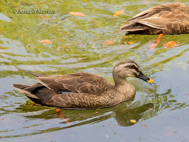 Eastern Spot-billed Duck (Anas zonorhyncha) 