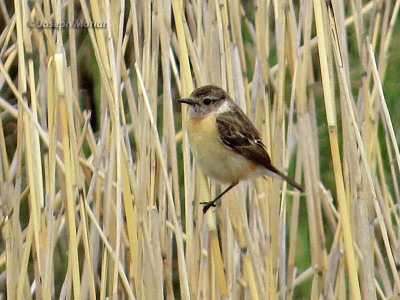 Siberian Stonechat (Saxicola maurus stejnegeri)