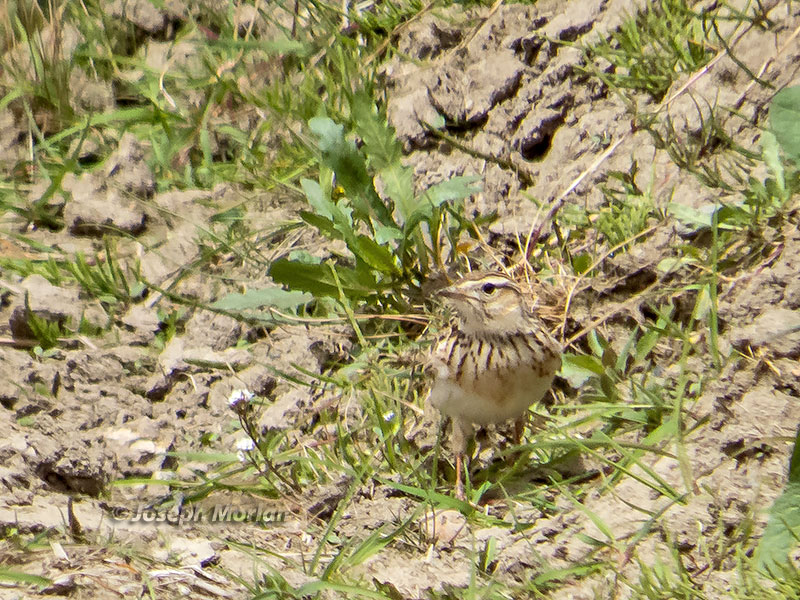 Eurasian Skylark (Alauda arvensis japonica) 
