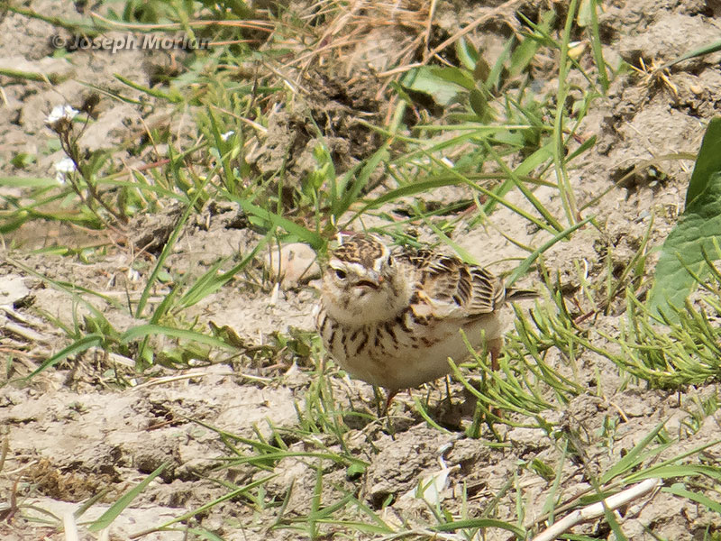 Eurasian Skylark (Alauda arvensis japonica) 