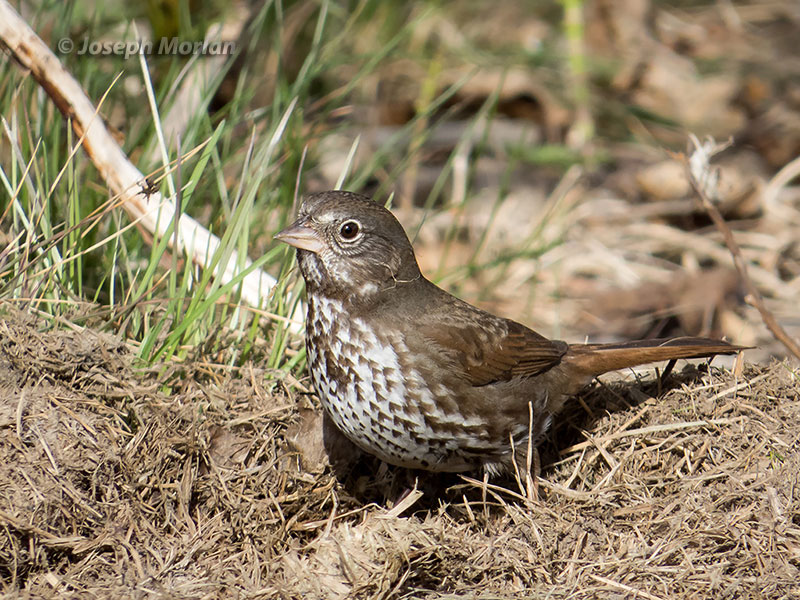 Fox Sparrow (Passerella iliaca sinuosa) 