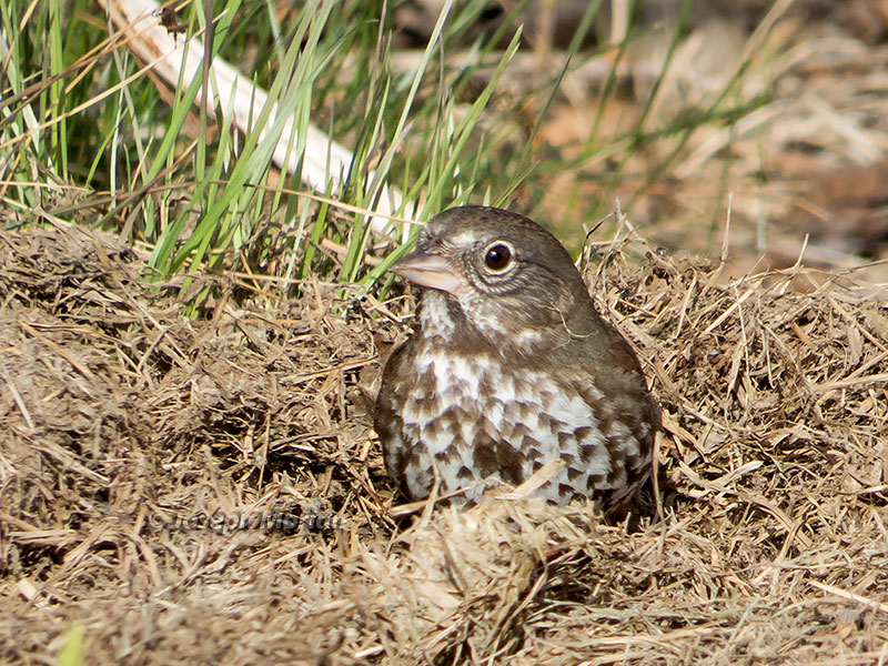 Fox Sparrow (Passerella iliaca sinuosa) 