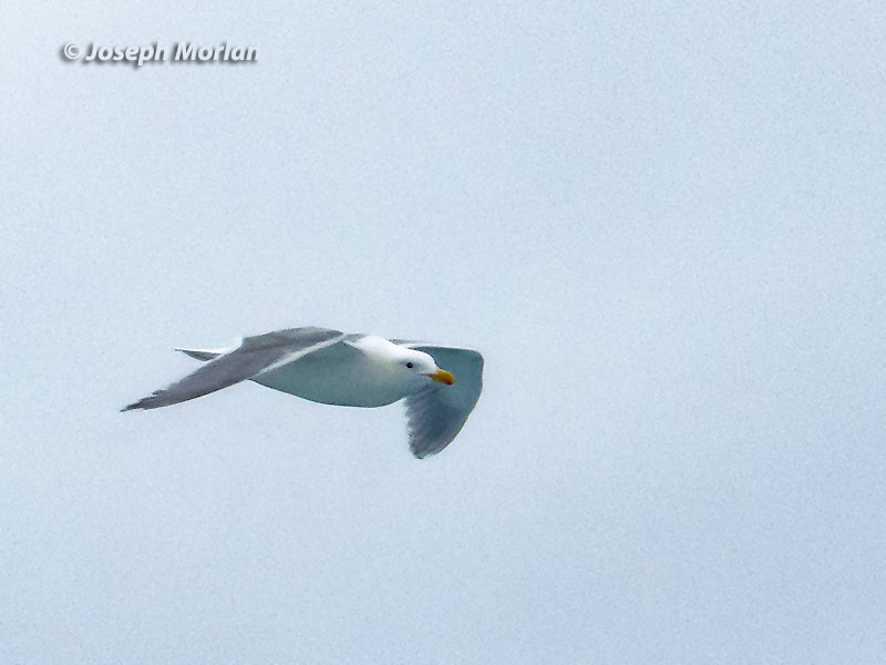 Glaucous-winged Gull (Larus glaucescens) 