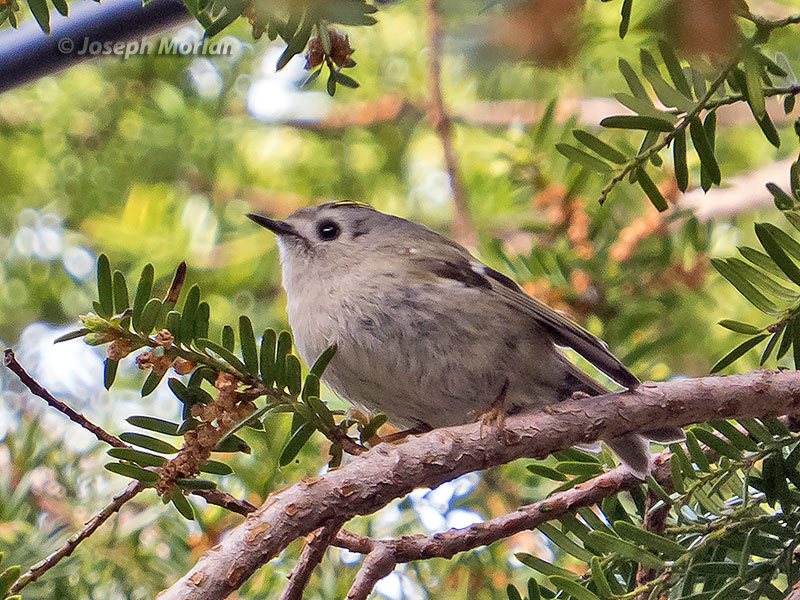 Goldcrest (Regulus regulus japonensis) 