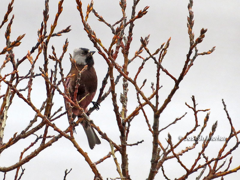 Gray-crowned Rosy-Finch (Leucosticte tephrocotis griseonucha) 