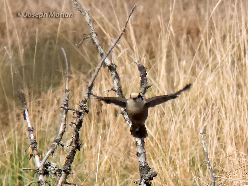 Gray Jay (Perisoreus canadensis pacificus) 