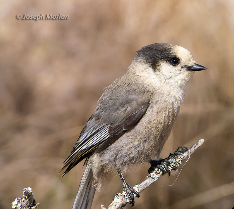Gray Jay (Perisoreus canadensis pacificus) 