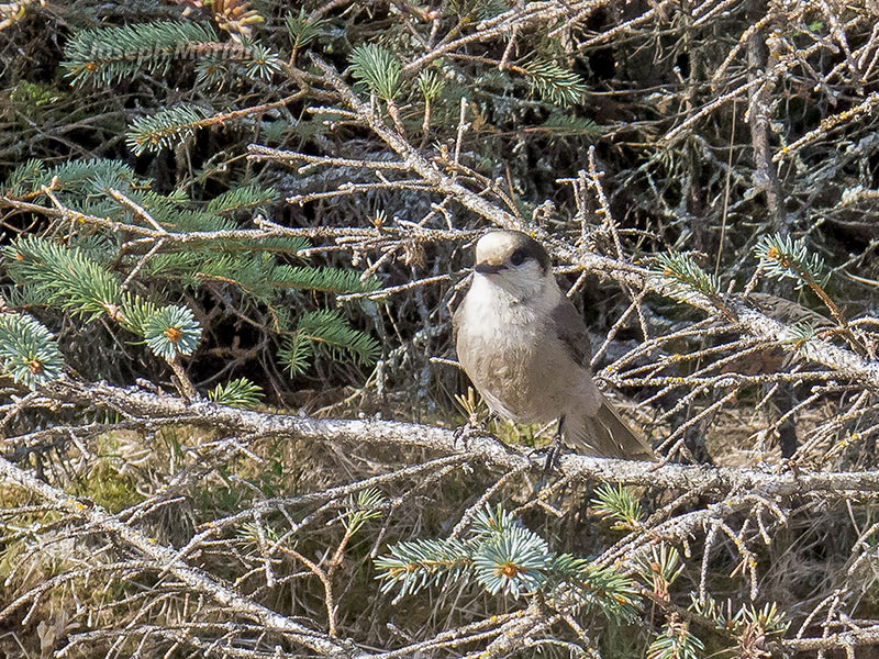 Gray Jay (Perisoreus canadensis pacificus) 