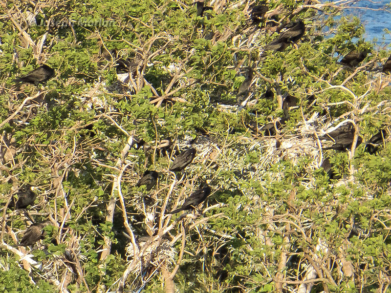 Japanese Cormorant (Phalacrocorax capillatus)