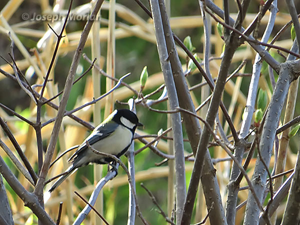 Japanese Tit (Parus minor minor)