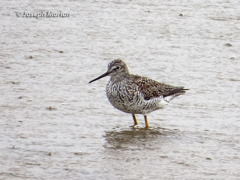 Greater Yellowlegs (Tringa melanoleuca)