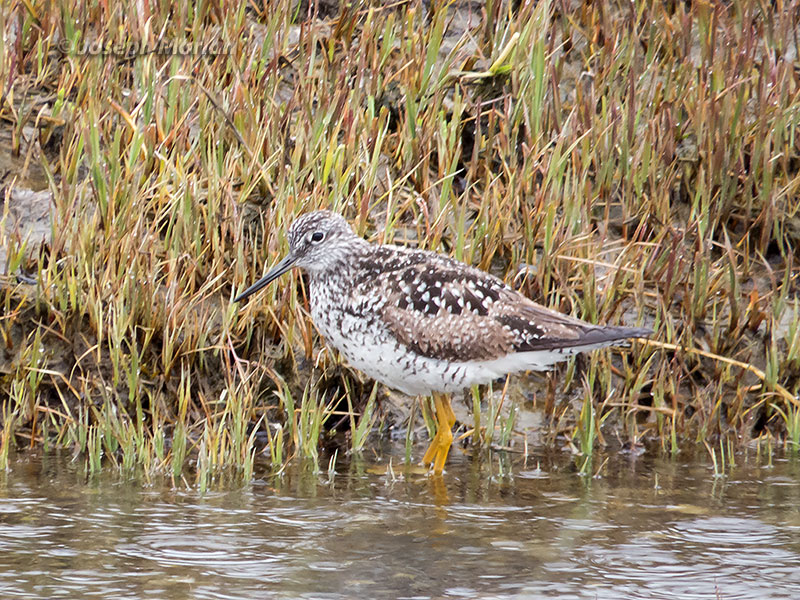 Greater Yellowlegs (Tringa melanoleuca)