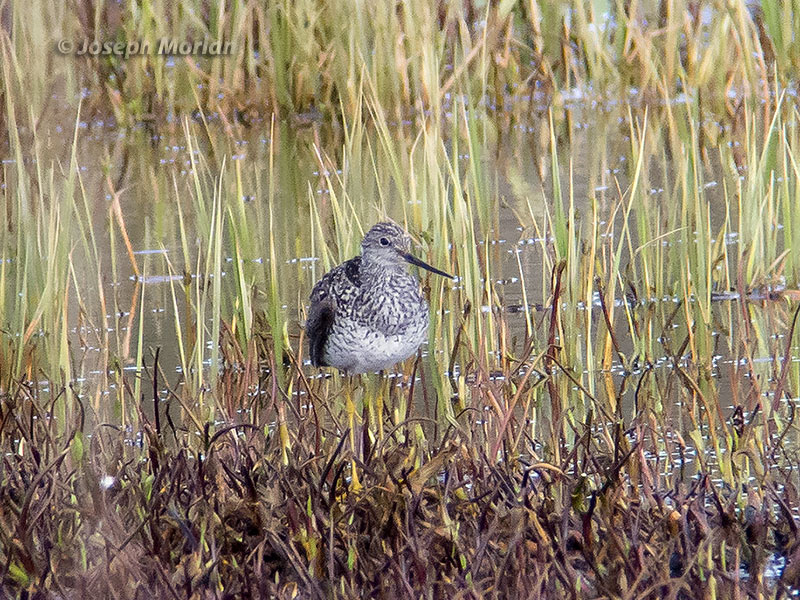 Greater Yellowlegs (Tringa melanoleuca)
