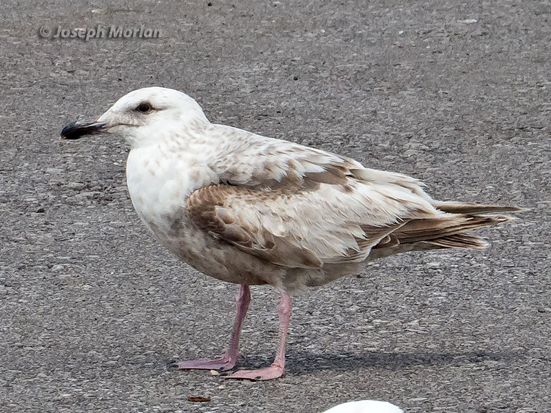 Slaty-backed Gull (Larus schistisagus) 