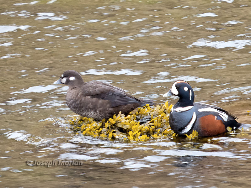Harlequin Duck (Histrionicus histrionicus pacificus) 