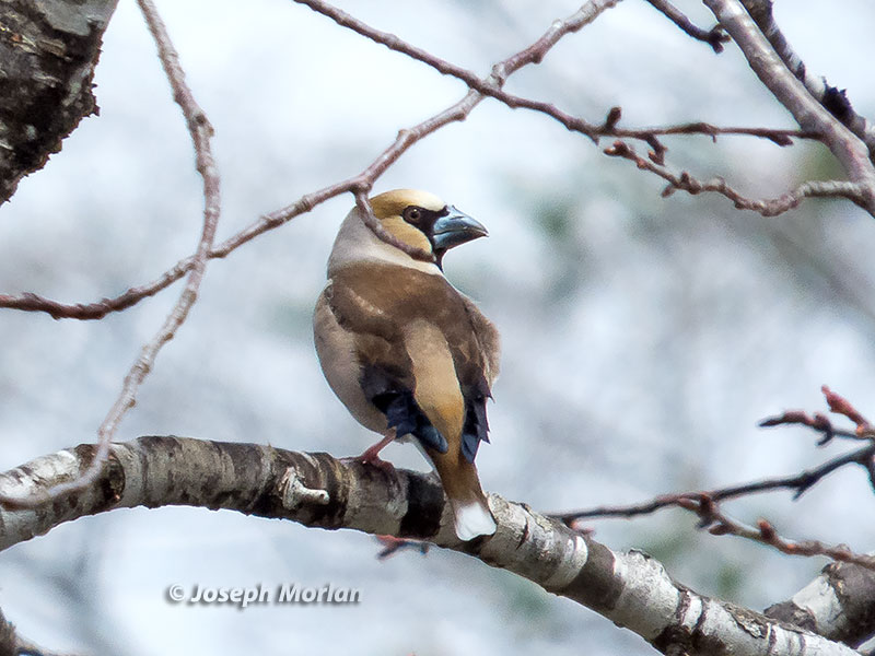  Hawfinch (Coccothraustes coccothraustes japonicus)