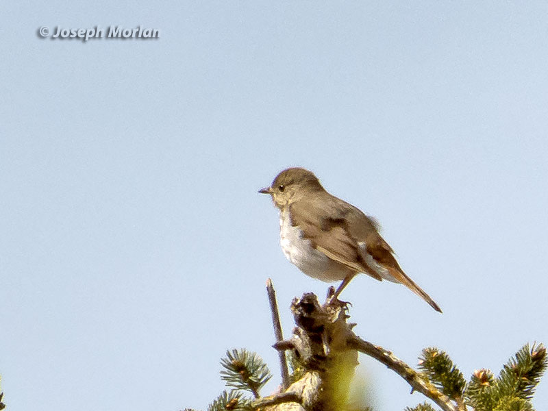 Hermit Thrush (Catharus guttatus guttatus) 