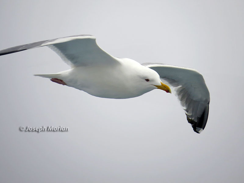  Herring Gull (Larus argentatus vegae) 