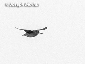  Jack Snipe (Lymnocryptes minimus) 