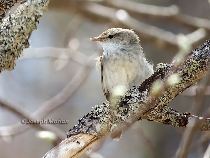  Japanese Bush Warbler (Horornis diphone cantans) 