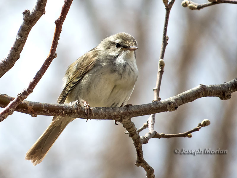  Japanese Bush Warbler (Horornis diphone cantans) 